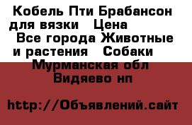 Кобель Пти Брабансон для вязки › Цена ­ 30 000 - Все города Животные и растения » Собаки   . Мурманская обл.,Видяево нп